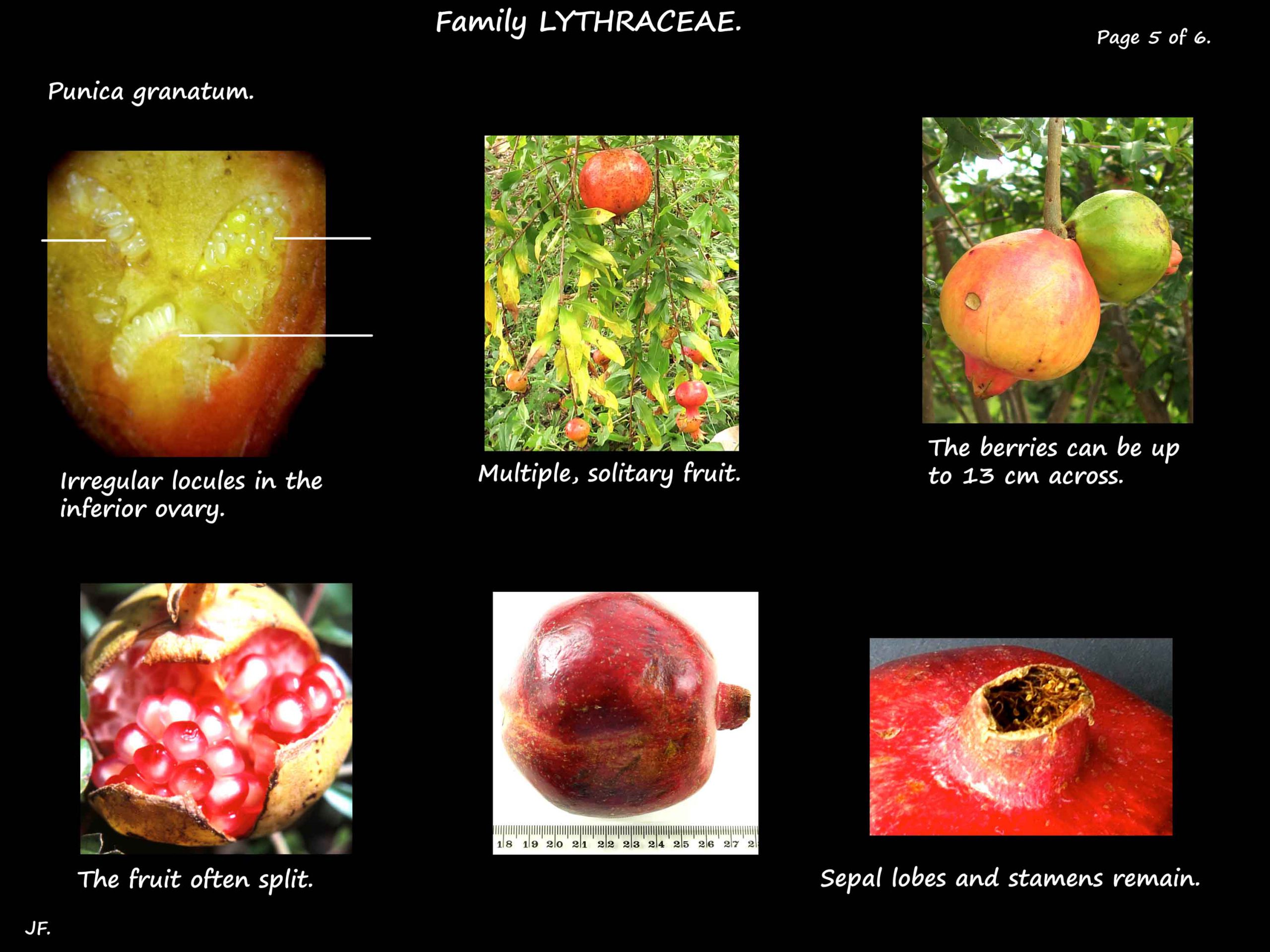 5 Pomegranates